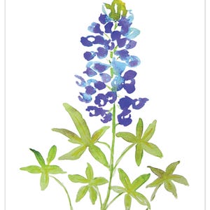 5 Texas Bluebonnet Greeting Cards, Floral Prints, Bluebonnet,  Set of 5 Cards, Fine Art Prints, Note Cards , Stationary, Gift