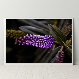 Purple Flower Print, Nature Photography, Floral Wall Art, Canvas and Metal Prints, Custom Sizes and Framing