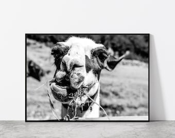 Black and White Llama Photography, Alpaca/ Llama Funny Face, Black and White Animal Photography, Peru Alpaca/ Llama Art