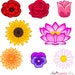 see more listings in the Flowers Clipart section