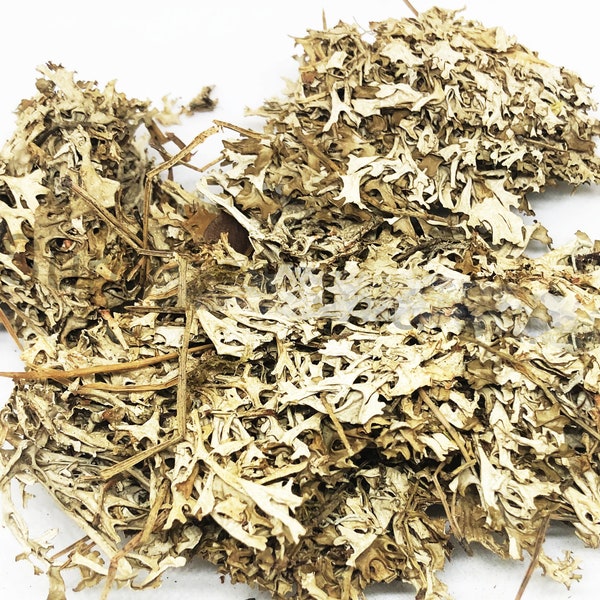 Dried Organic Iceland Moss / Available from 2oz-32oz / Cetraria islandica