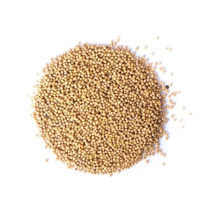 Sinapis seeds, nigra black sinapi seeds, 200 SEEDS ,CODE 504,mustard seeds,  gardening