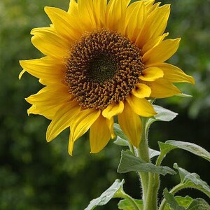 Organic Dried Sunflower petals / Available 2oz-32oz 57g-907g / Best Quality / Helianthus petals image 2