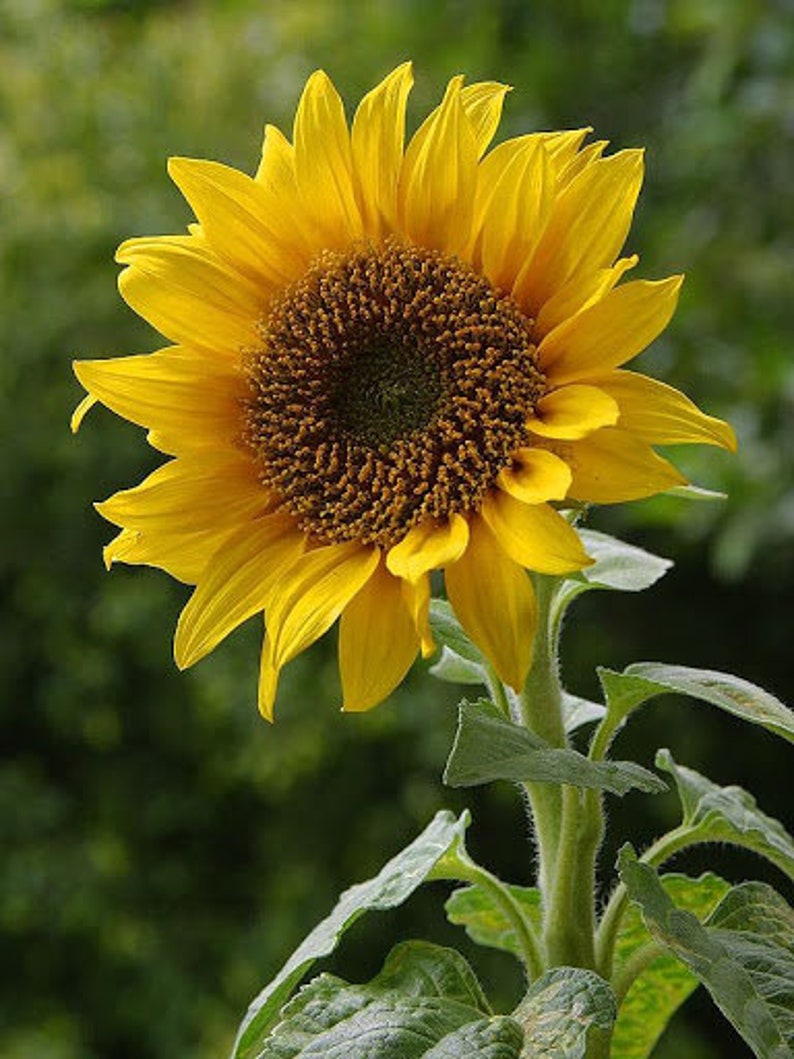 Organic Dried Sunflower petals / Available 2oz-32oz 57g-907g / Best Quality / Helianthus petals image 2
