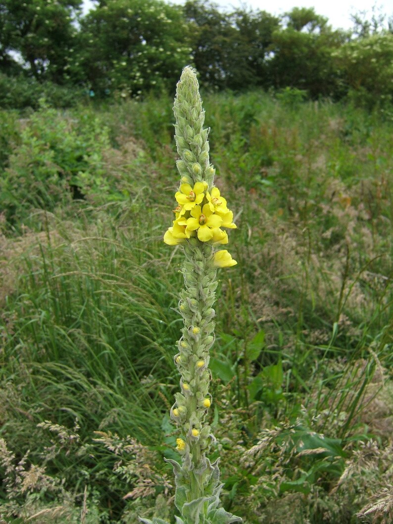 Dried Mullein Flowers / Available From 1oz32oz/ Dried Bulk Etsy
