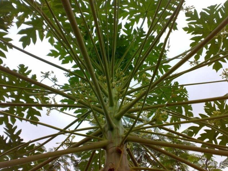 Organic Dried Papaya Leaves / Best Quality / Available from Etsy