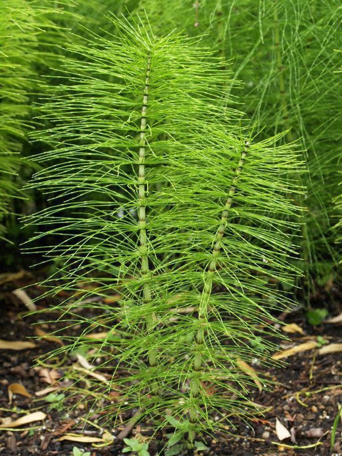 Dried Organic Horsetail Herb / Best Quality / Available From Etsy
