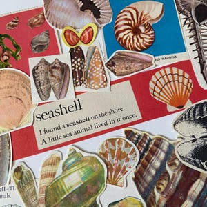Peut inclure: Un collage d'illustrations de divers coquillages dans des tons de brun, orange, vert et blanc. Le texte central indique, seashell, I found a seashell on the shore. A little sea animal lived in it once. Les images incluent un nautile et un conque.