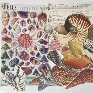 Shells Bulk Ephemera Lot 30+ pieces illustrations fussy cuts collage crafting scrapbooking