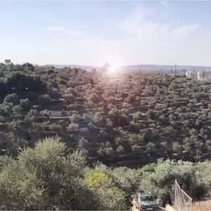 May include: A hillside covered in olive trees, with a small town in the distance. The sun is shining brightly, creating a lens flare in the sky.