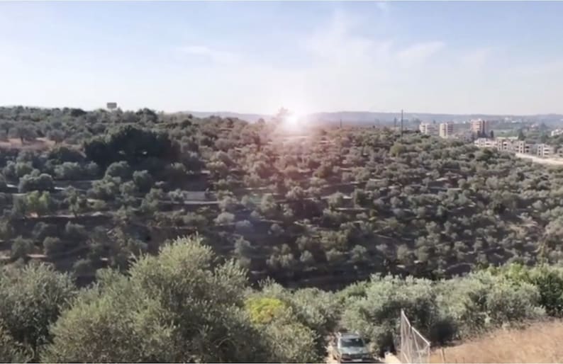 May include: A hillside covered in olive trees, with a small town in the distance. The sun is shining brightly, creating a lens flare in the sky.