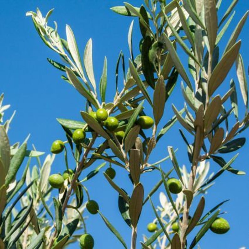 May include: A close-up of an olive tree branch with green olives growing on it. The tree is against a bright blue sky.