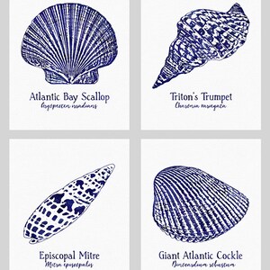 Set Of 4 Digital Printable Seashells 8x10 16x20 A4 A3 Sizes Etsy
