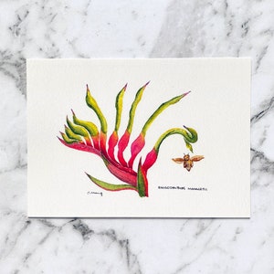 postale de patte de kangourou | Anigozanthos manglesii | Flore australienne | postale à l'aquarelle | Post-traversée | Australie (PC-017)