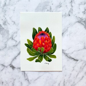 Protea Postcard | Australian Flora Postcard | Watercolour Postcard | Postcrossing | Australiana | Premium Postcard (PC-027)