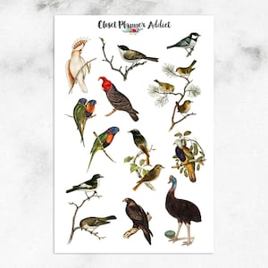 Stickers oiseaux australiens | Stickers oiseaux | Autocollants vintage (S-632)