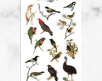 Australian Birds Planner Stickers | Bird Stickers | Vintage Stickers (S-632)