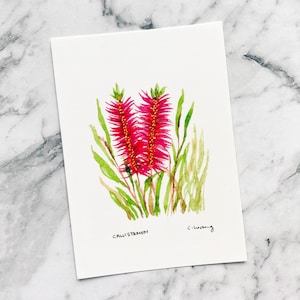 Callistemon Postcard | Hand Drawn Postcard | Melbourne Postcard | Watercolour Postcard | Postcrossing | Australiana (PC-004)
