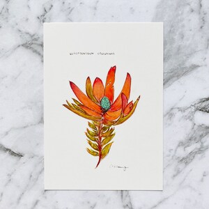 Roter Teufel Postkarte | Eucadendron salignum | Australische Flora | Postkarte Aquarell | Postcrossing | Australier (PC-021)