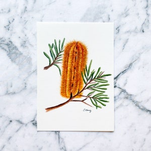 Banksia Yellow Wing Postcard | Australian Flora Postcard | Watercolour Postcard | Postcrossing | Australiana | Premium Postcard (PC-026)