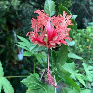 Tropical Hibiscus 'Chinese Lantern' - Hibiscus schizopetalus live potted plant in a container with soil, well rooted plant in 3 or 4" pot