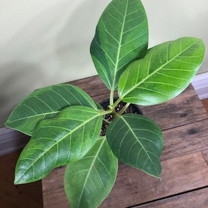 Ficus Altissima 'Yellow Gem' Variegated Plant - 4" Pot