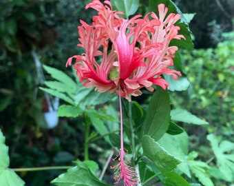 Chinese Lantern Hibiscus Plant - Hibiscus schizopetalus - 4" Pot