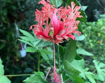 Tropical Hibiscus 'Chinese Lantern' - Hibiscus schizopetalus live potted plant in a container with soil, well rooted plant in 3 or 4" pot