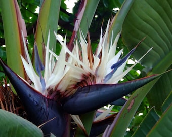 White Bird of Paradise Plant - Strelitzia - Live plant well rooted potted with soil in a 5" tall pot.