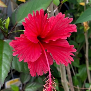 Live Hibiscus &#39;Cooperii&#39; Plant: Variegated Foliage, Red Flowers 4&quot; Pot