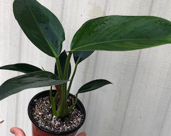 Live Philodendron 'Congo' Plant - 4" Pot