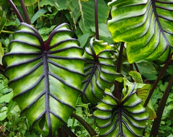 Colocasia 'Pharaoh's Mask', RARE elephant ear colocasia hybrid live plant. Potted in a container 4" pot with soil, ships in pot