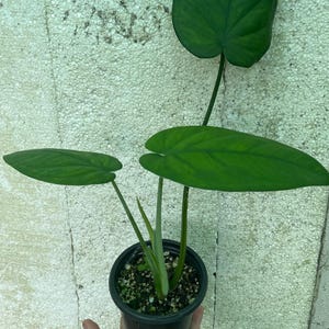 May include: A potted houseplant featuring three distinct, elongated, heart-shaped leaves in a deep forest green hue. The plant is housed in a simple black plastic nursery pot filled with soil and perlite, showcasing slender, light green stems.