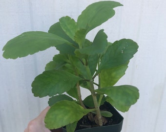 Kalanchoe pinnata, Goethe plant, Bryophyllum pinnatum in 3" or 4" pot