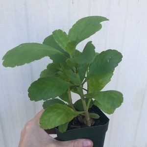 Kalanchoe pinnata, Goethe plant, Bryophyllum pinnatum in 3&quot; or 4&quot; pot
