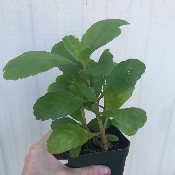 Kalanchoe pinnata, Goethe plant, Bryophyllum pinnatum in 3" or 4" pot