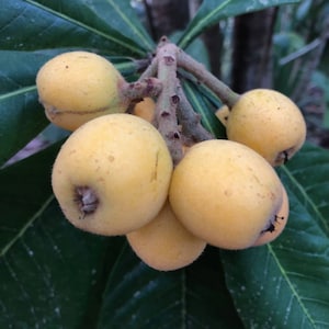 Loquat (Eriobotrya japonica) seedling. Potted in 4&quot; pot. Loquat, eriobotrya well established plant