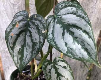 Live Philodendron Brandtianum Plant - Silver Leaf Philodendron, philodendron brandi - Potted with soil in 3" pot, ships in pot