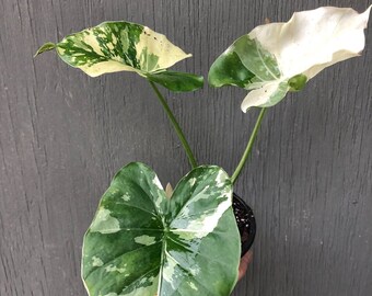 Live Alocasia Odora 'Variegata' plant - Okinawa Silver Elephant Ear Plant, potted with soil in 4" pot, ships in pot with soil