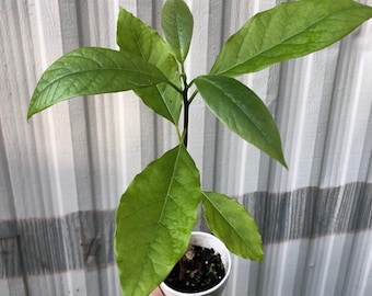 Avocado Seedlings - Potted in 5" pot, Young Starter avocado seedling plants 12-18" tall. Grown from seed. Not grafted. Not pruned.