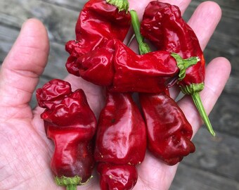 Red Peter Hot Pepper Seeds - 25+ seeds, organic fresh harvested Fall 2022, Capsicum annuum