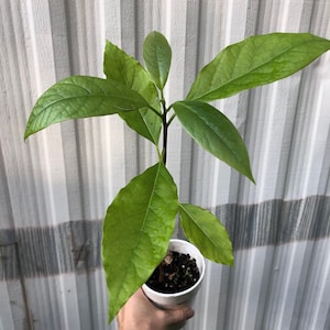 Avocado Seedlings - Potted in 5&quot; pot, Young Starter avocado seedling plants. Grown from seed. Not grafted. Not pruned.