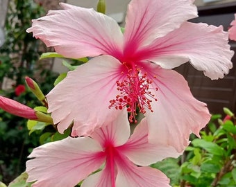 Albo Lacinatus hibiscus plant, hibiscus rosa-sinensis, live plant in a 3" pot with soil, potted, ships in pot, well-established