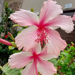 Albo Lacinatus hibiscus plant, hibiscus rosa-sinensis, live plant in a 3" pot with soil, potted, ships in pot, well-established