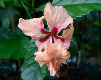 El Capitolio Peach hibiscus, Hibiscus rosa-sinensis, Live Plant in a container with soil, potted. Pot size 3 or 4" tall, well-established