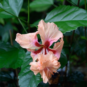 Live &#39;El Capitolio Peach&#39; Hibiscus Plant - 4&quot; Pot - Attracts Pollinators