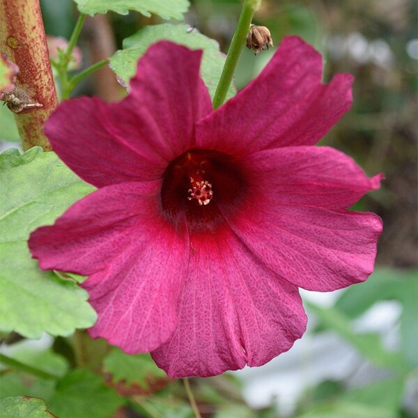 Red Kenaf, Hibiscus cannabinus L. Seeds - 20+ seeds. Deccan Hemp, Brown Indian Hemp Hibiscus, organic