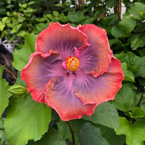 Tropical Hibiscus 'Creole Lady' Hibiscus, Live Plant in a container with soil, potted, ships in pot. Pot size 5"