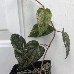 Piper Sylvaticum variegated live plant in a container, rare, potted with soil. Pot size 4&quot;, ships in pot, USA seller
