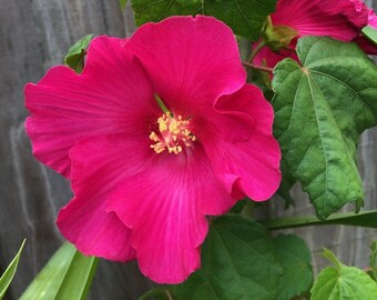 Swamp Pink Rose Mallow Hibiscus Plant, Hibiscus moscheutos. Potted in a 4" tall container. Ships in pot